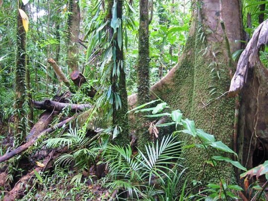 congo-foret