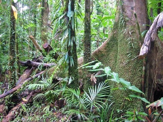 congo-foret