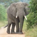 Cohabitation éléphants-hommes : Pourquoi pas un fonds pour réparer les dégâts causés par les éléphants