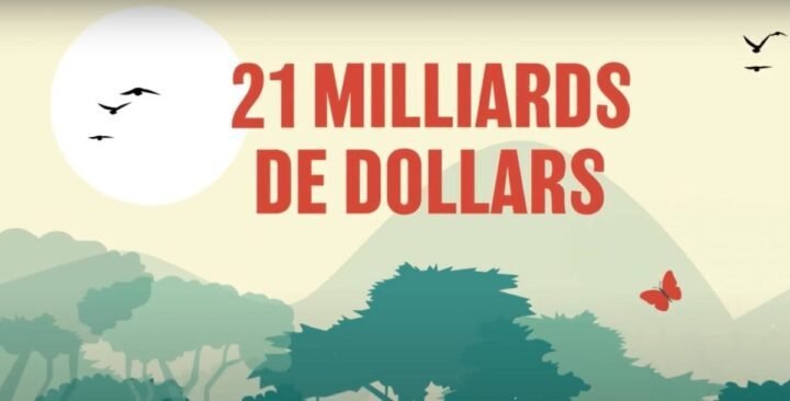Film animation forêt