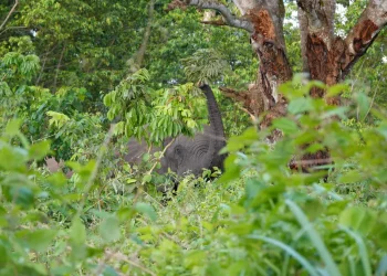 conkouati-elephant