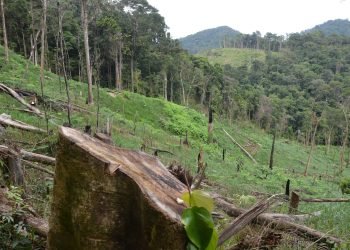 deforestation