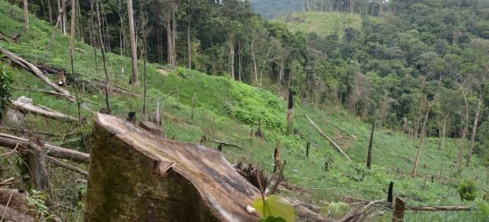 deforestation