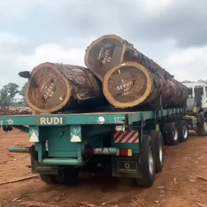 exportation bois Congo
