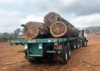 exportation bois Congo