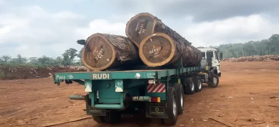 exportation bois Congo