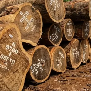 exportation illégale de grumes Congo