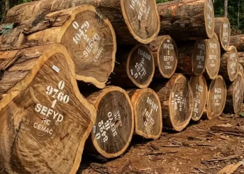 exportation illégale de grumes Congo