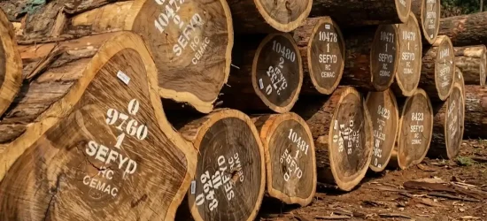 exportation illégale de grumes Congo