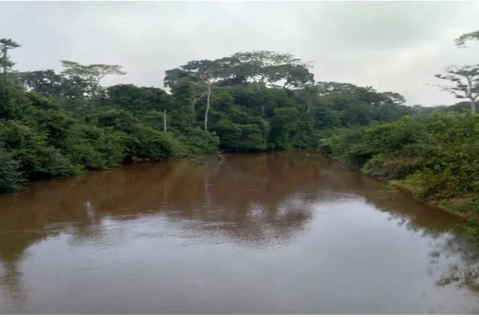 illegalites-forestieres