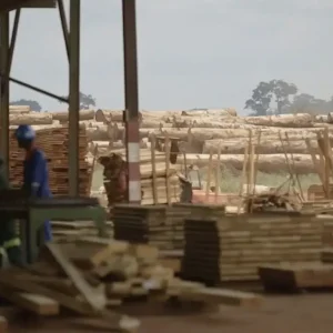 industrie forestière Congo