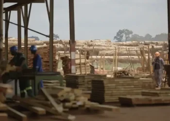 industrie forestière Congo