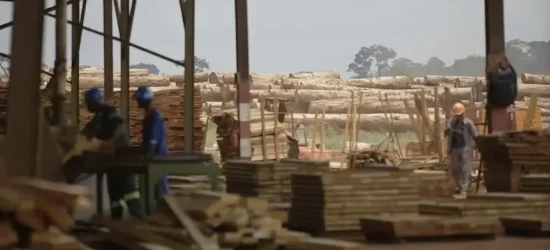 industrie forestière Congo